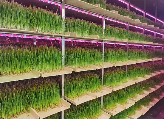 新疆達坂城牧草工廠(chǎng)示范項目